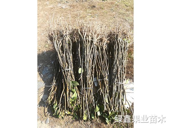 金(jīn)秋梨樹(shù)苗