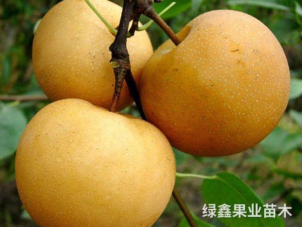 黃(huáng)金(jīn)梨