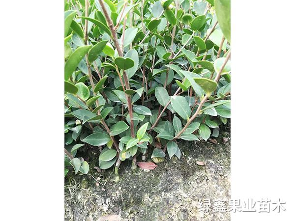 湘林(lín)系列油茶苗