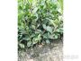 湘林(lín)系列油茶苗