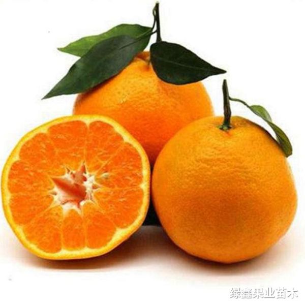 愛(ài)媛38号果凍橙