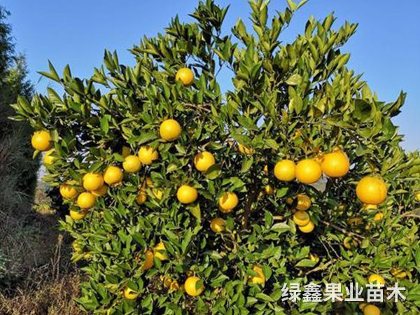 冰糖橙