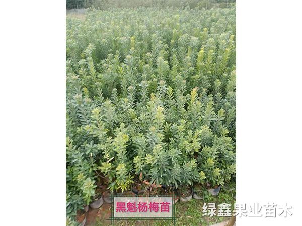 黑(hēi)魁楊梅