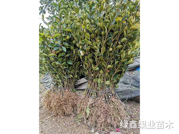 湘林(lín)系列油茶苗