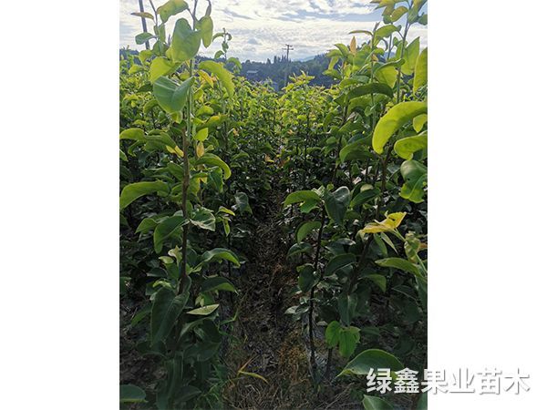 金(jīn)秋梨樹(shù)苗