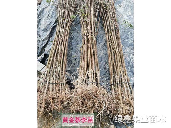 黃(huáng)金(jīn)奈李苗