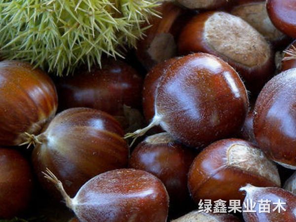 大(dà)油闆栗