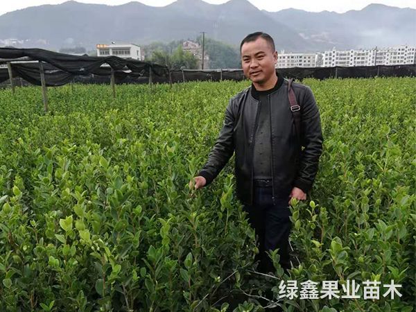 湘林(lín)系列油茶苗