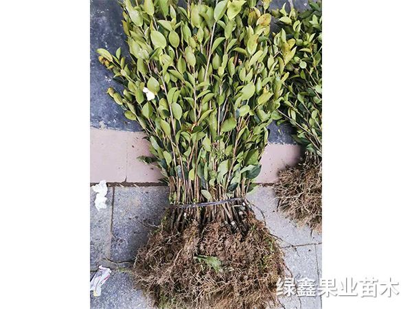 湘林(lín)系列油茶苗
