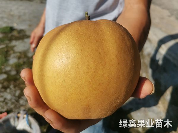 金(jīn)秋梨