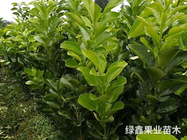 早香柚苗