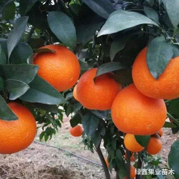 紅(hóng)美(měi)人(rén)果凍橙愛(ài)媛28号