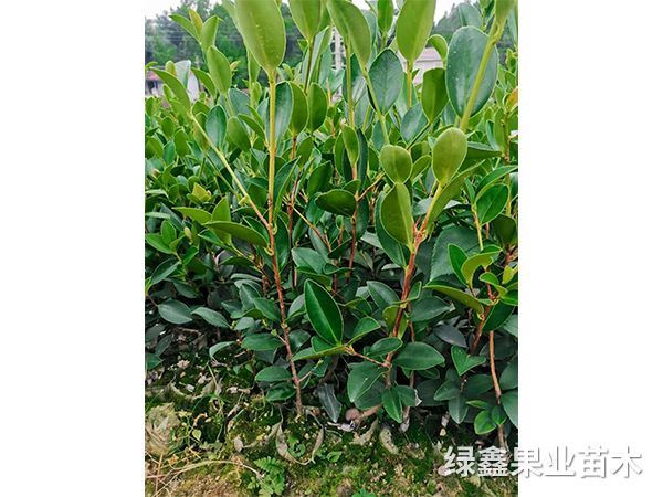 湘林(lín)系列油茶苗