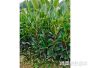 湘林(lín)系列油茶苗