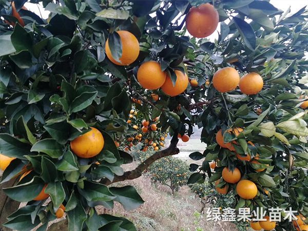 冰糖橙基地(dì)