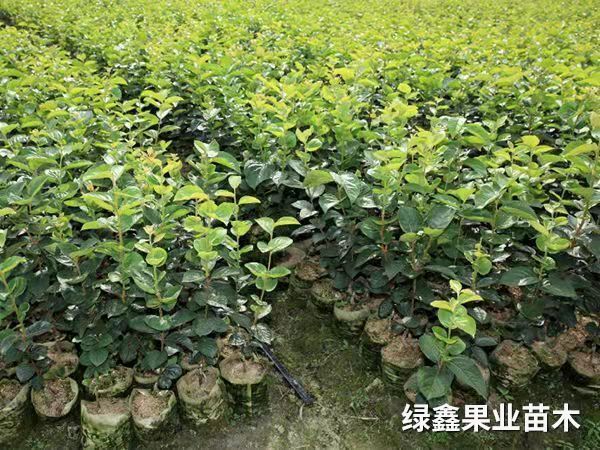 太秋甜柿營養杯苗