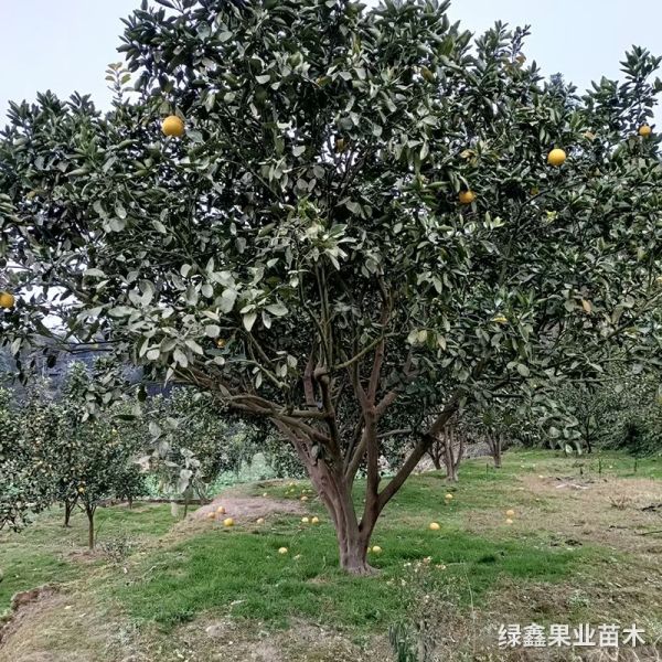 大(dà)柚子(zǐ)樹(shù)