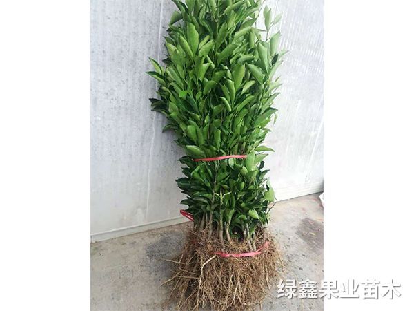 黃(huáng)金(jīn)貢柚