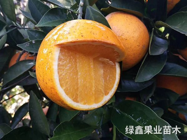 冰糖橙