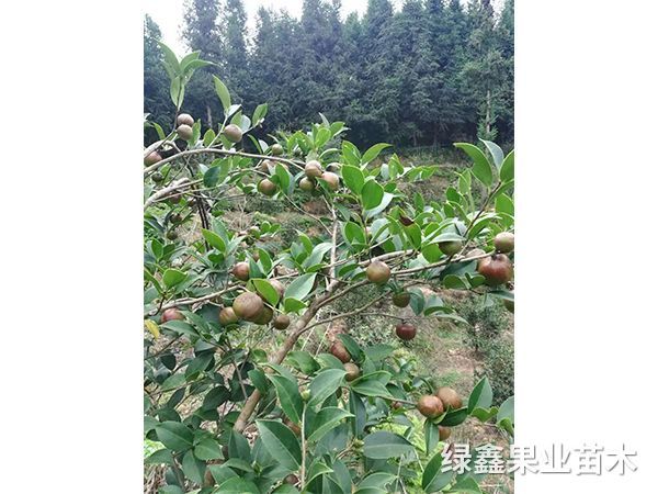湘林(lín)系列油茶苗