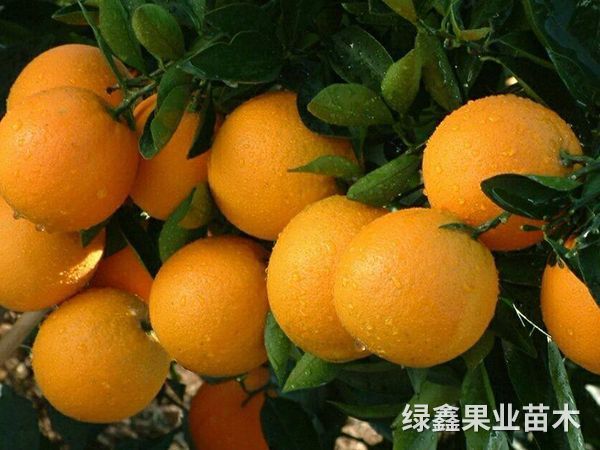冰糖橙