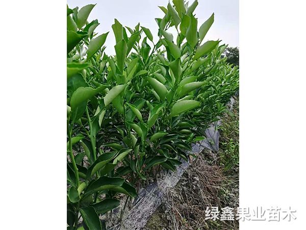 黃(huáng)金(jīn)貢柚