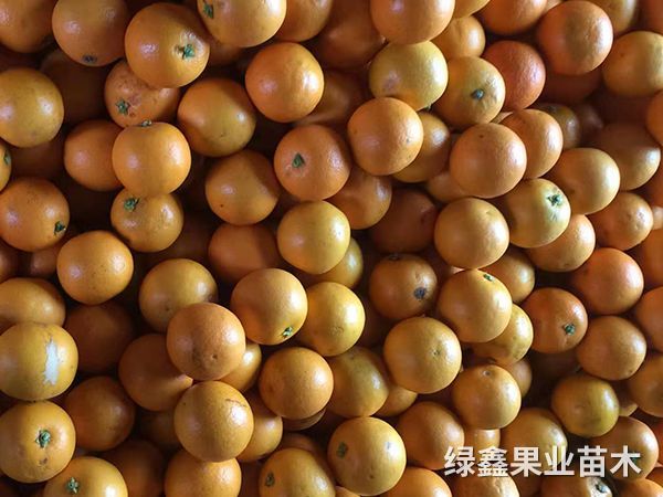 冰糖橙
