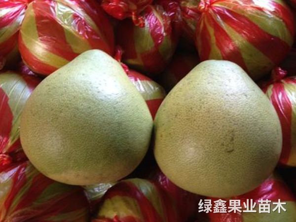 冰糖柚