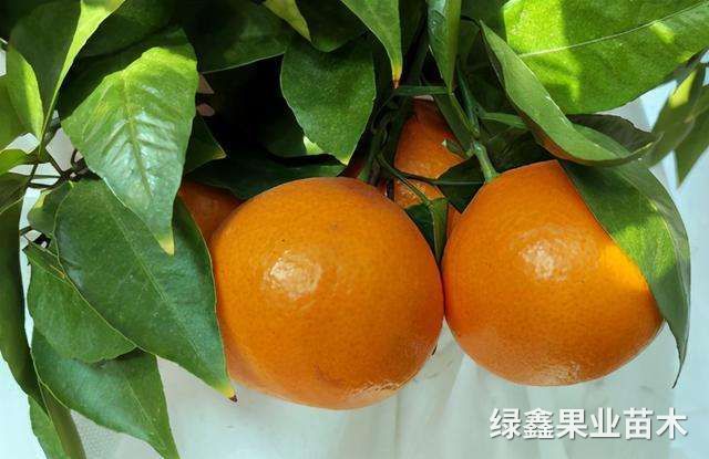 黃(huáng)美(měi)人(rén)
