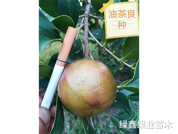 湘林(lín)系列油茶苗