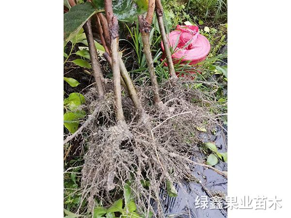 太秋甜柿
