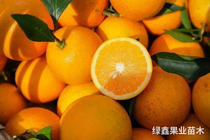 冰糖橙