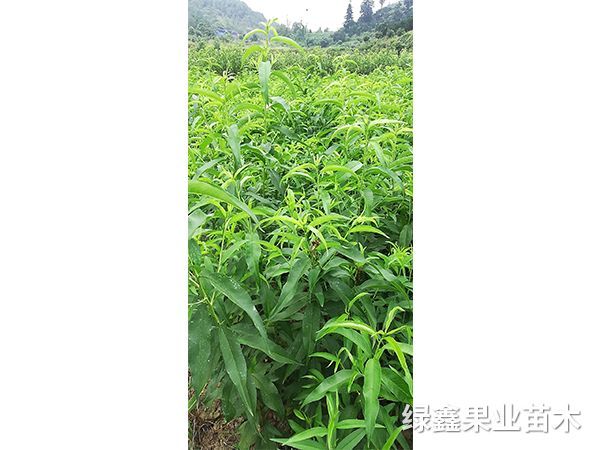 黃(huáng)桃苗