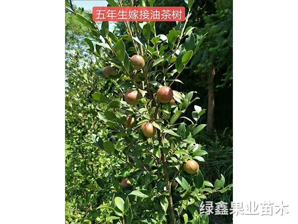 湘林(lín)系列油茶苗