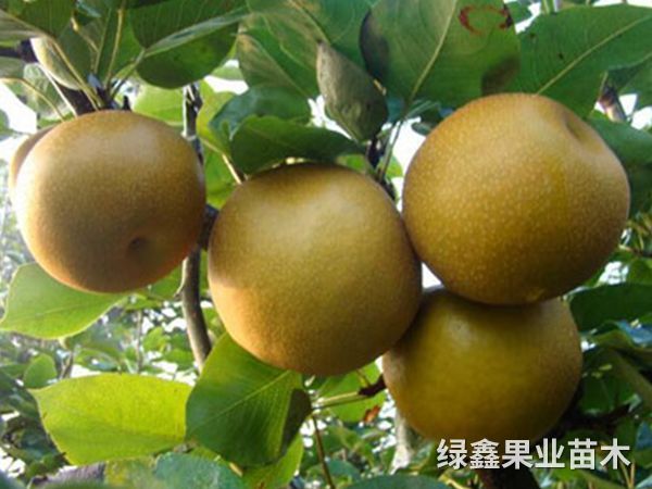 金(jīn)秋梨