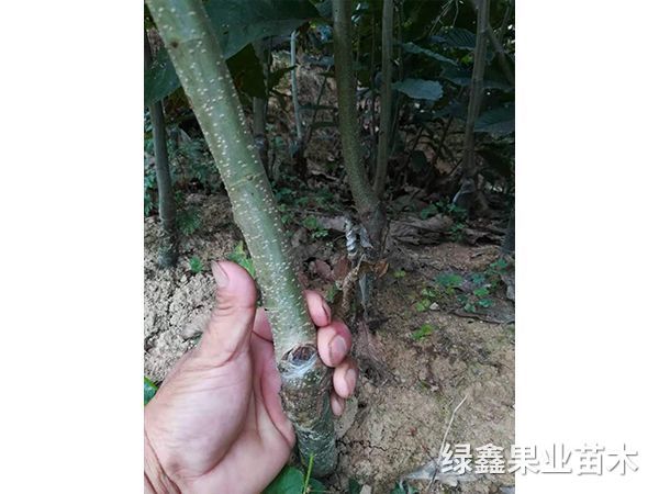 大(dà)油闆栗苗