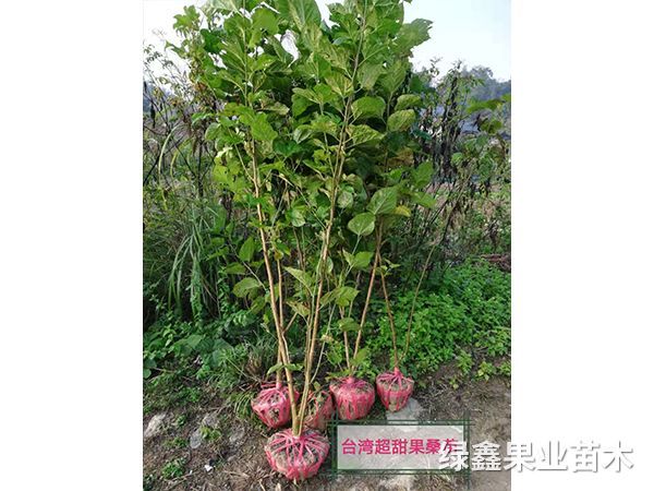 果桑苗