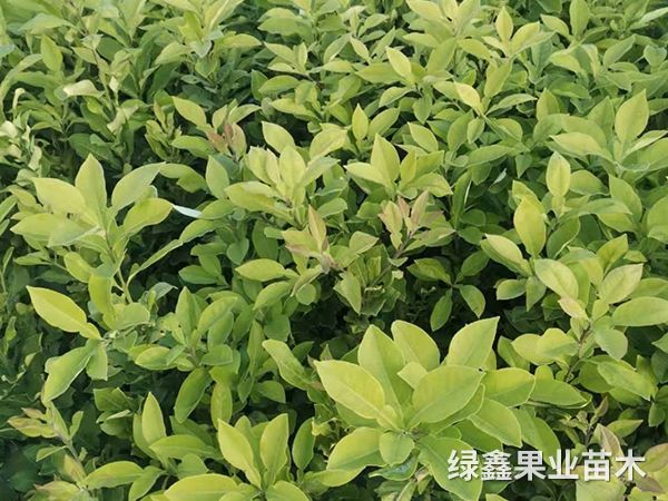 紅(hóng)心柚子(zǐ)苗