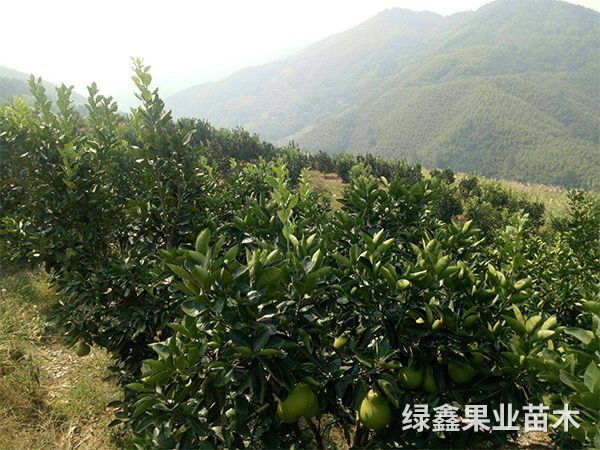 柚子(zǐ)基地(dì)