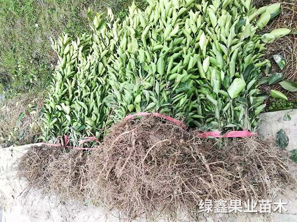 果苗嫁接技(jì)術(shù)知(zhī)識
