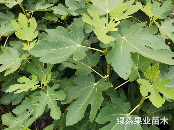 無花(huā)果苗