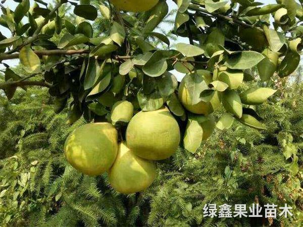 冰糖柚