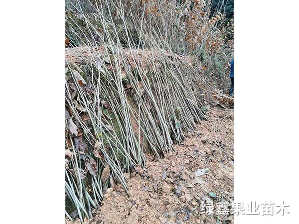 大(dà)油闆栗苗