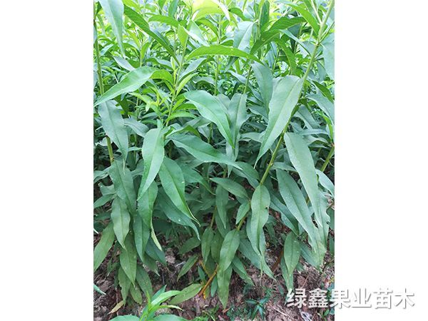 黃(huáng)桃苗