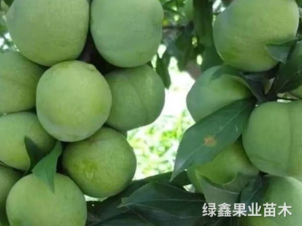 黃(huáng)金(jīn)奈李苗