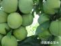 黃(huáng)金(jīn)奈李苗