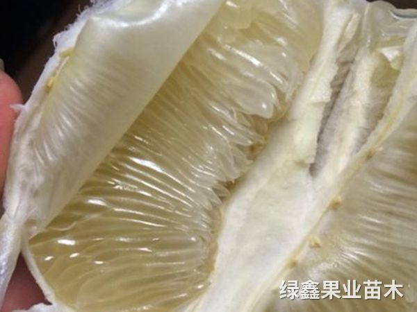 冰糖柚子(zǐ)