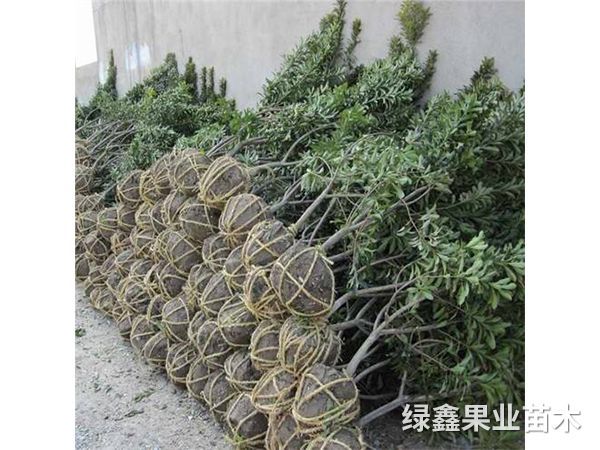黑(hēi)魁楊梅