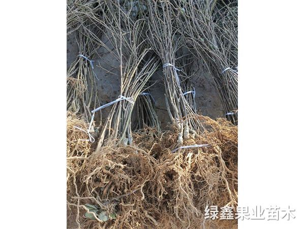 紅(hóng)心猕猴桃