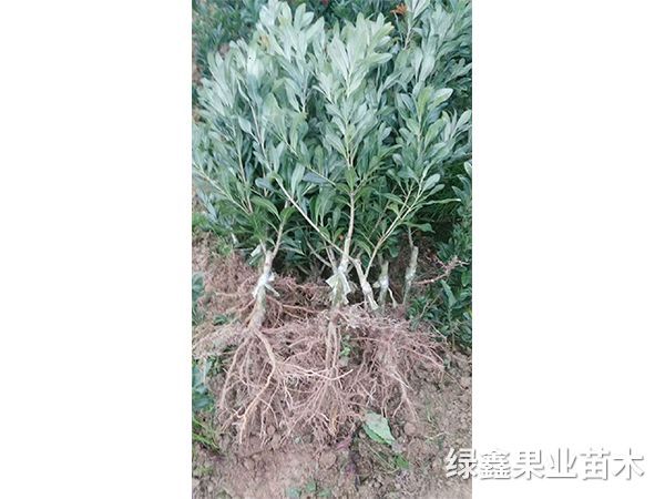 黑(hēi)魁楊梅